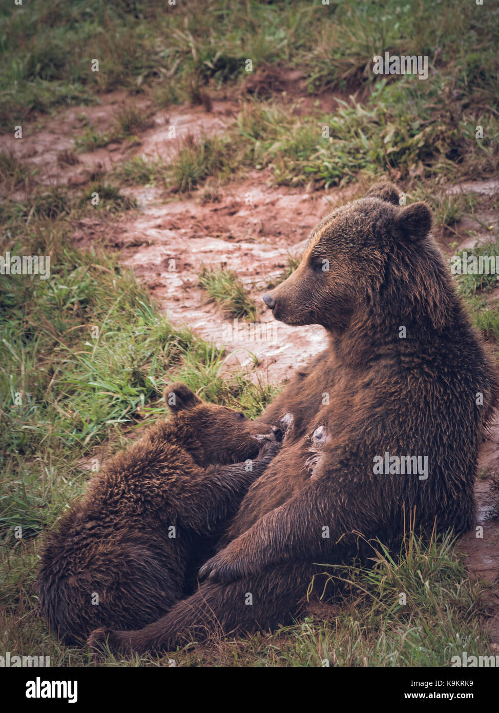 Brown Bear baby drinking milk of your mom in Cabarceno Natural Park, Cantabria, Spain. Stock Photo