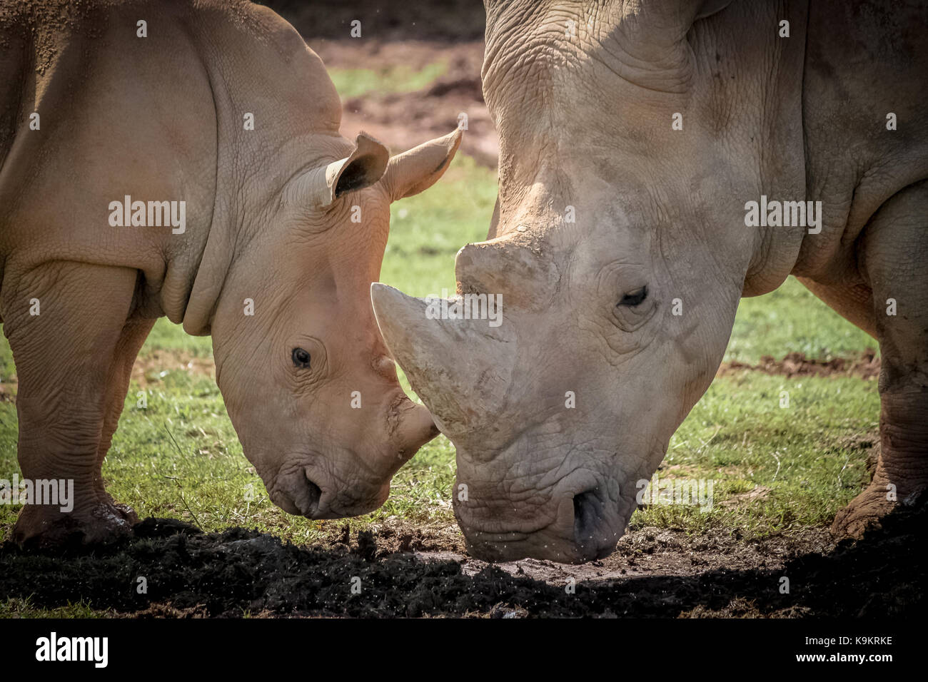 White Rhino baby and mom eating in Cabarceno Natural Park, Cantabria, Spain Stock Photo