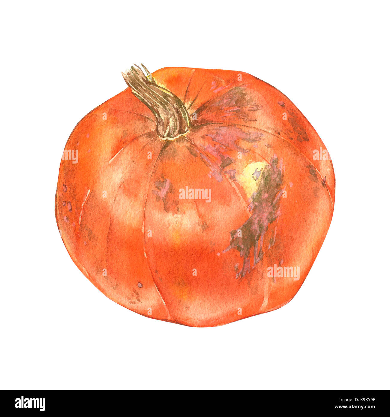 Pumpkin. Hand drawn watercolor painting on white background Stock Photo ...