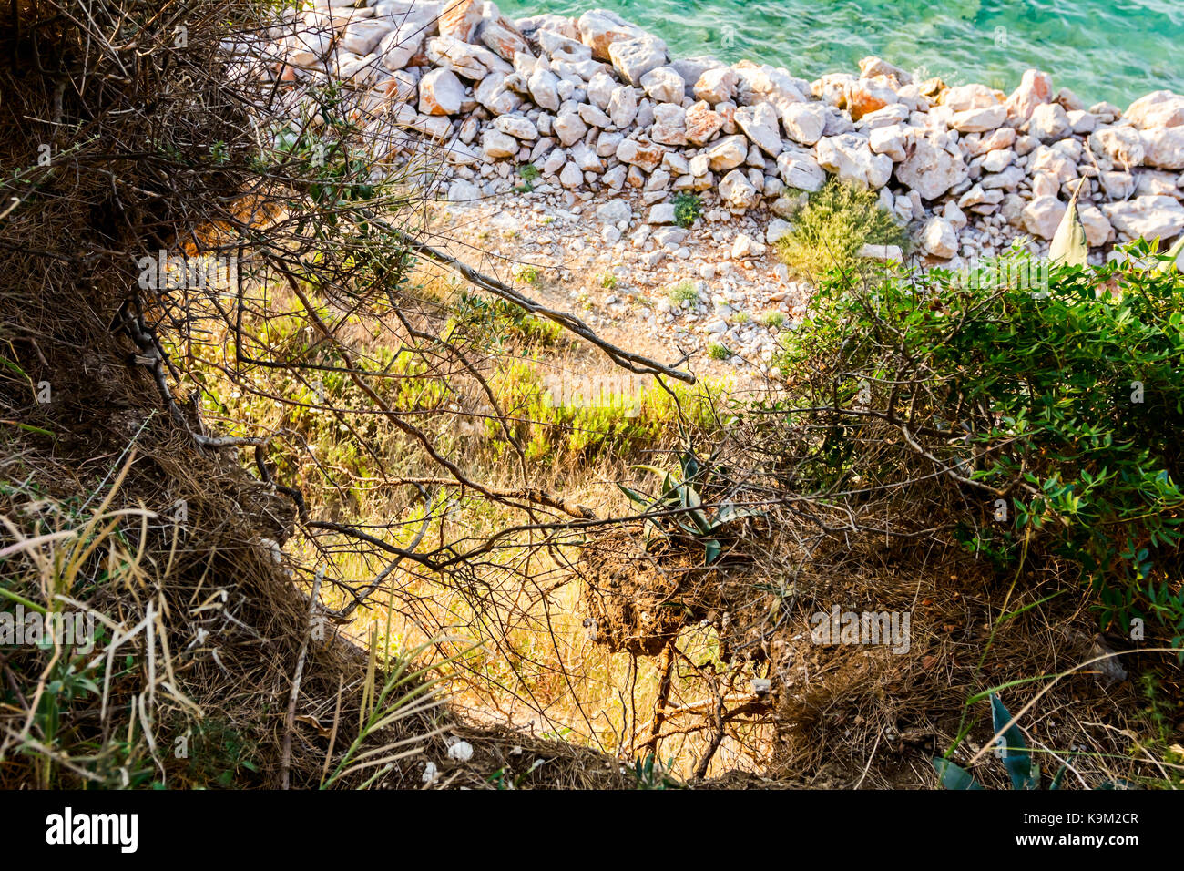 Aloe Vera plant is growing in her natural habitat, environment with