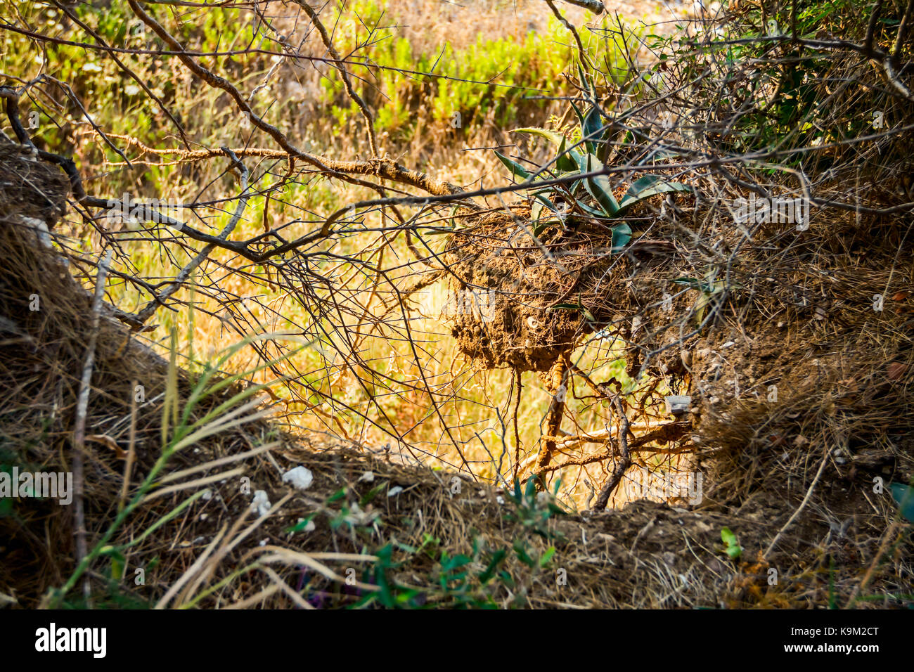 Aloe Vera plant is growing in her natural habitat, environment with