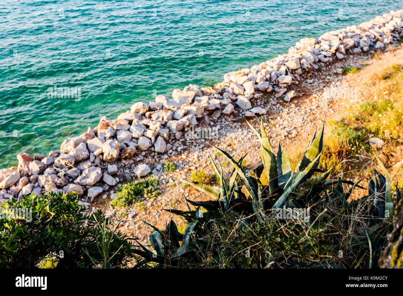 Aloe Vera plant is growing in her natural habitat, environment with