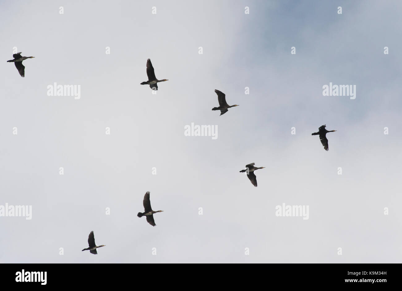 flock of Great Cormorant, (Phalacrocorax carbo), flying in v-formation, Seahouses, Northumberland, British Isles, UK Stock Photo