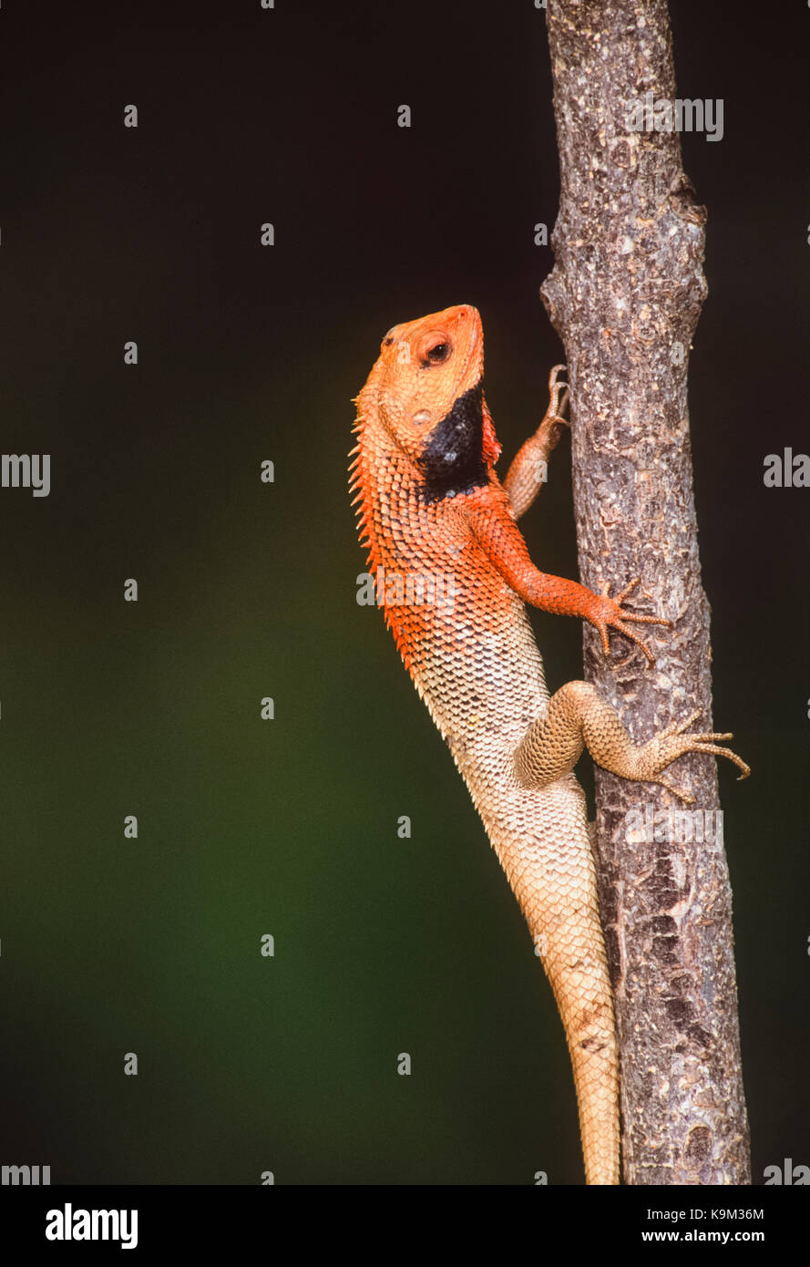 male Oriental Garden Lizard,Eastern Garden or Changeable Lizard,(Calotes versicolor),displaying breeding colours,Keoladeo Ghana National Park,India Stock Photo