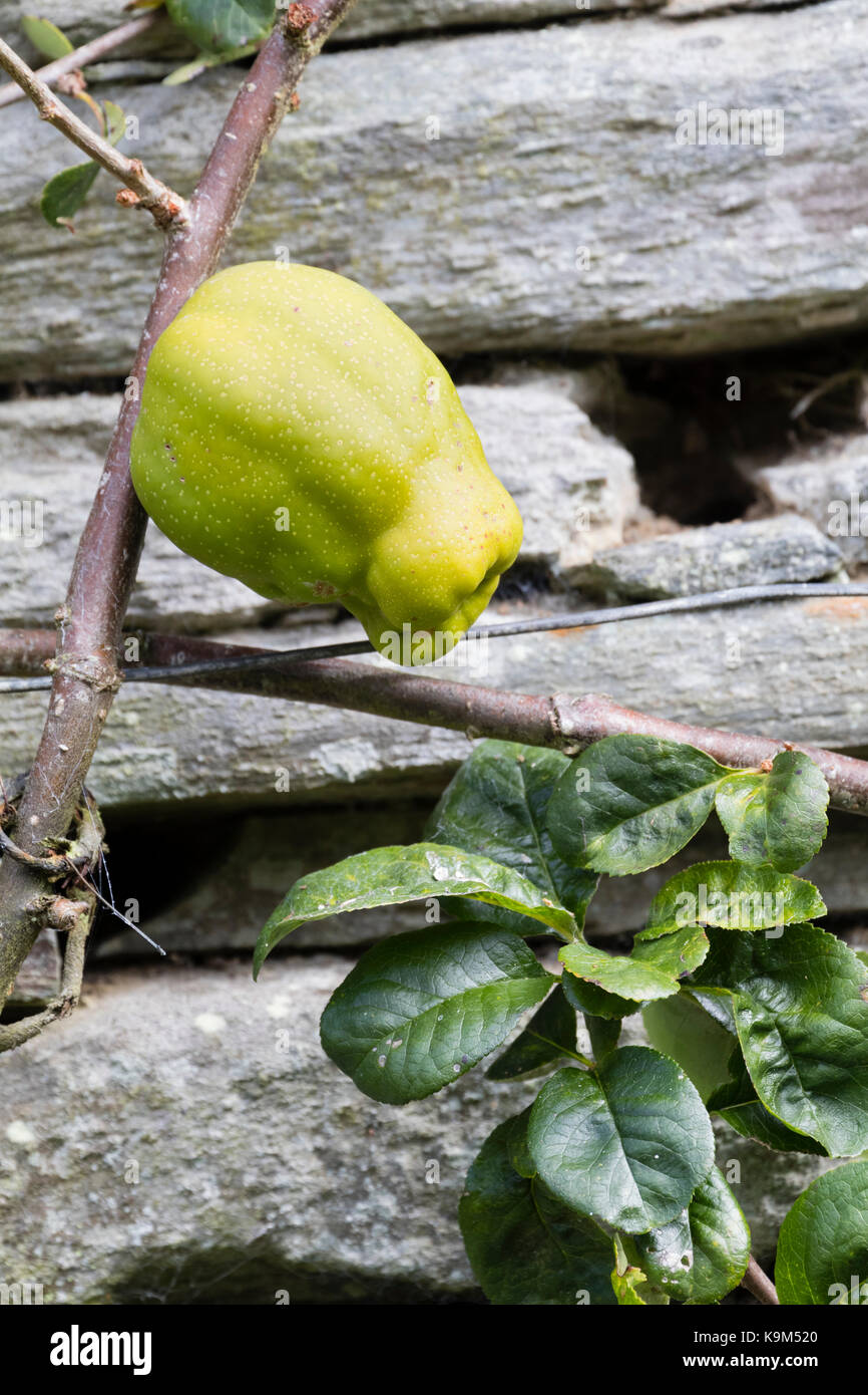 Pear shaped edible fruit of the Japanese quince, Chaenomeles speciosa 'Knap Hill Radiance' Stock Photo