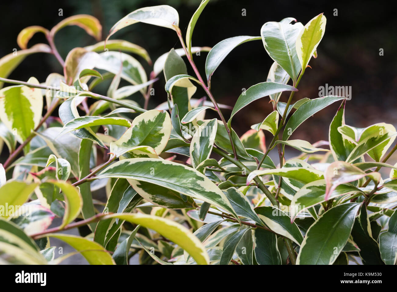 White margined variegation on the narrow evergreen leaves of the Japanese shrub, Cleyera fortunei 'Variegata' Stock Photo