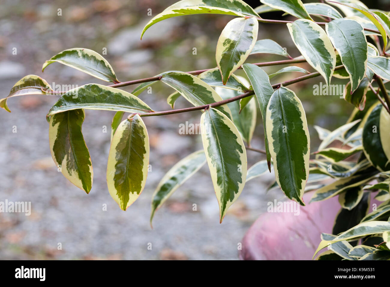 White margined variegation on the narrow evergreen leaves of the Japanese shrub, Cleyera fortunei 'Variegata' Stock Photo