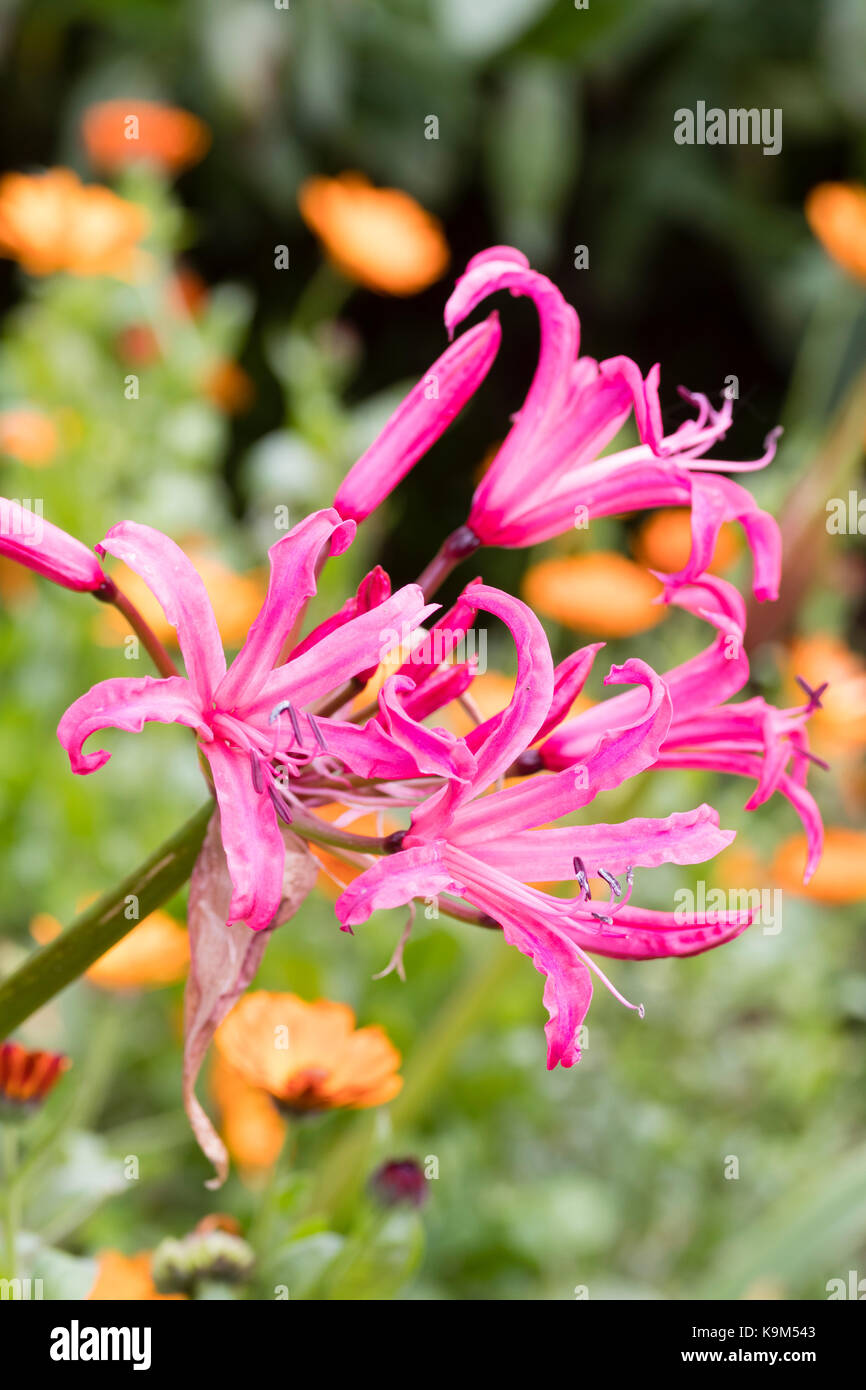 Flowers of the half hardy South African bulb hybrid, Nerine Zeal 'Purple Stripe' Stock Photo Alamy