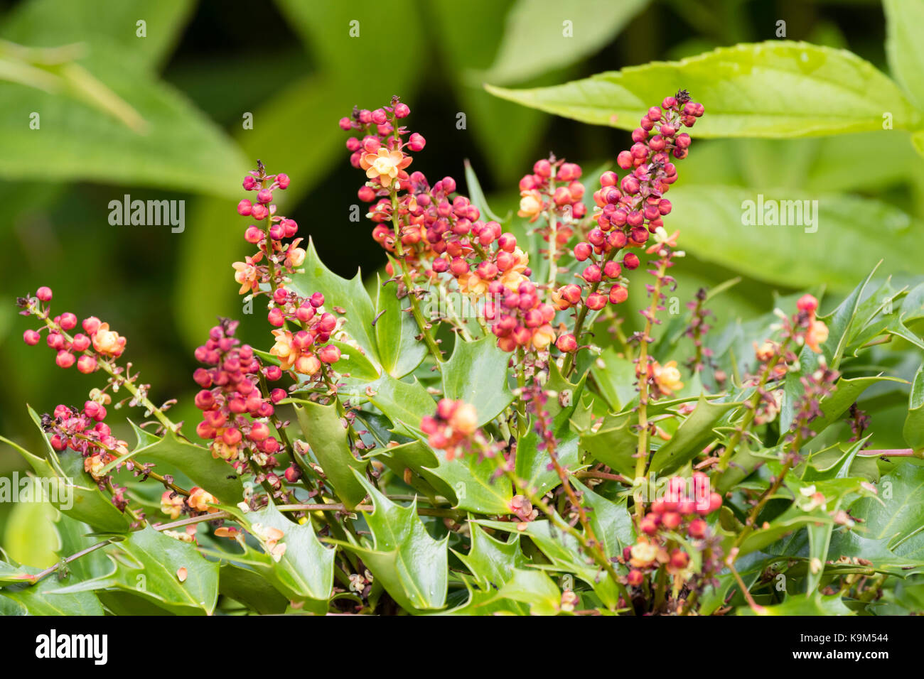Flower spikes with red buds and yellow flowers of the evergreen, autumn to winter flowering shrub, Mahonia nitens 'Cabaret' Stock Photo