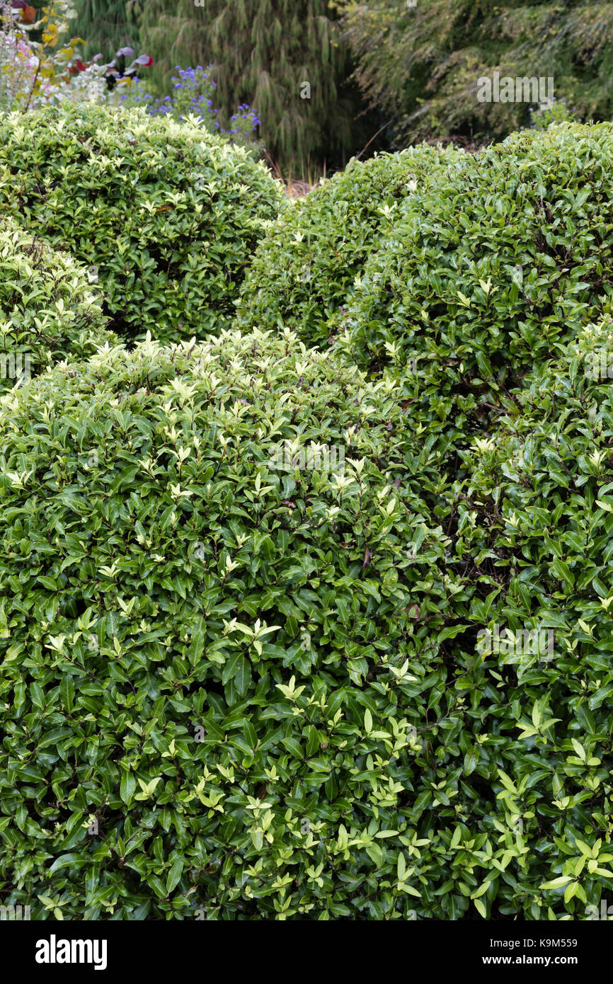 Compact mounds of evergreen foliage of the hardy shrub, Pittosporum tenuifolium 'Pom Pom' Stock Photo