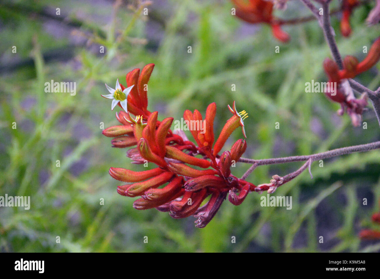 The Red Kangaroo Paw Flowers (Anigozanthos) 'Bush Endeavour' from Australia grown at the Eden