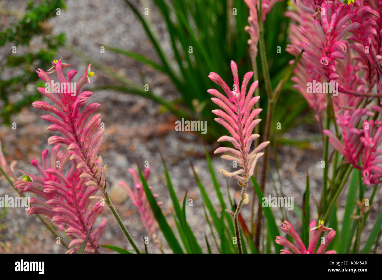 The Pink Kangaroo Paw Flowers (Anigozanthos Rufus) 'Bush Pearl' from Australia grown at the Eden Project, Cornwall, England, UK. Stock Photo