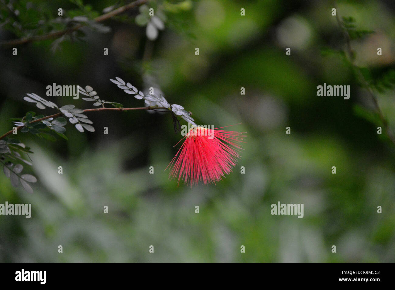 Single Calliandra Slaneae, Fabaceae Flower (Powder Puff Plant) grown at the Eden Project, Cornwall, England, UK. Stock Photo