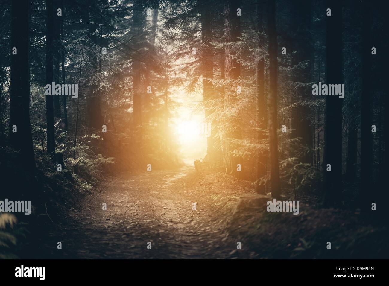 Forest Trailhead To the Light.  Dark Forest with Light on the Horizon. Stock Photo