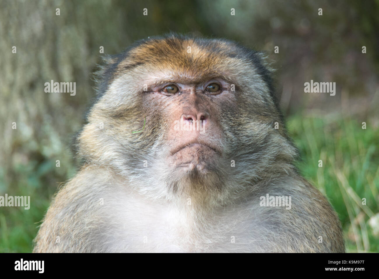 Monkey portrait Stock Photo