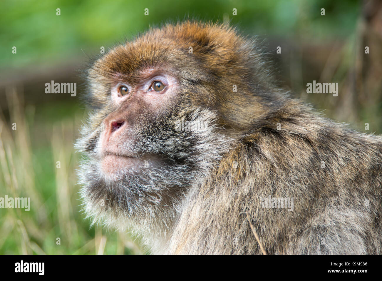 Monkey portrait Stock Photo