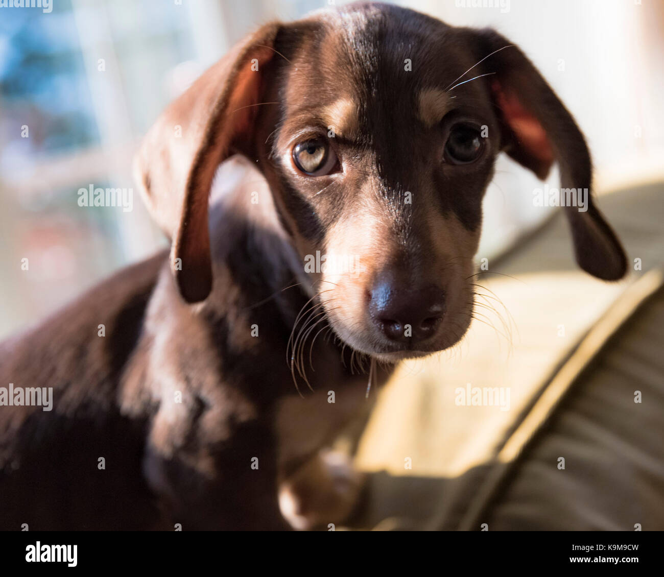 Curious Dachshund Pup Stock Photo