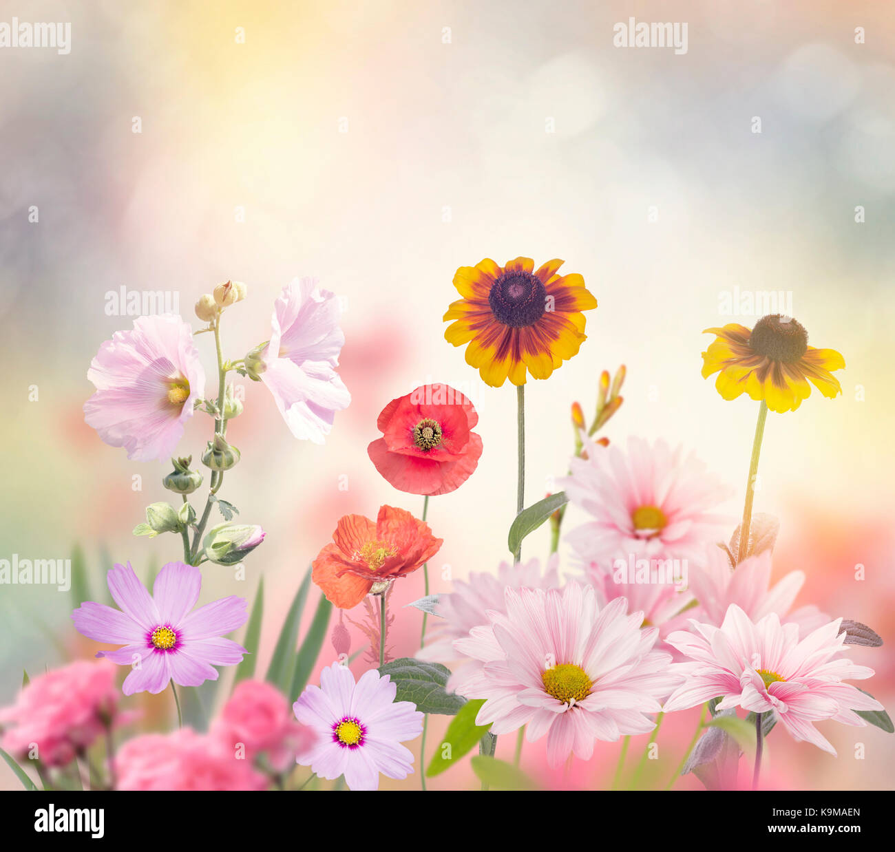 Colorful Flowers in the Garden Stock Photo - Alamy