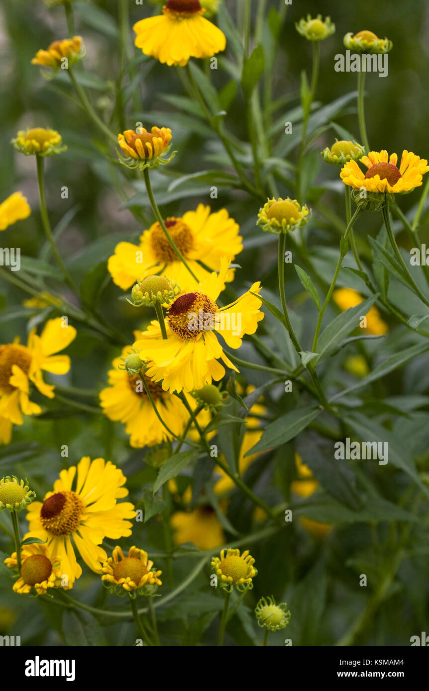 Heleniums in an herbaceous border. Stock Photo