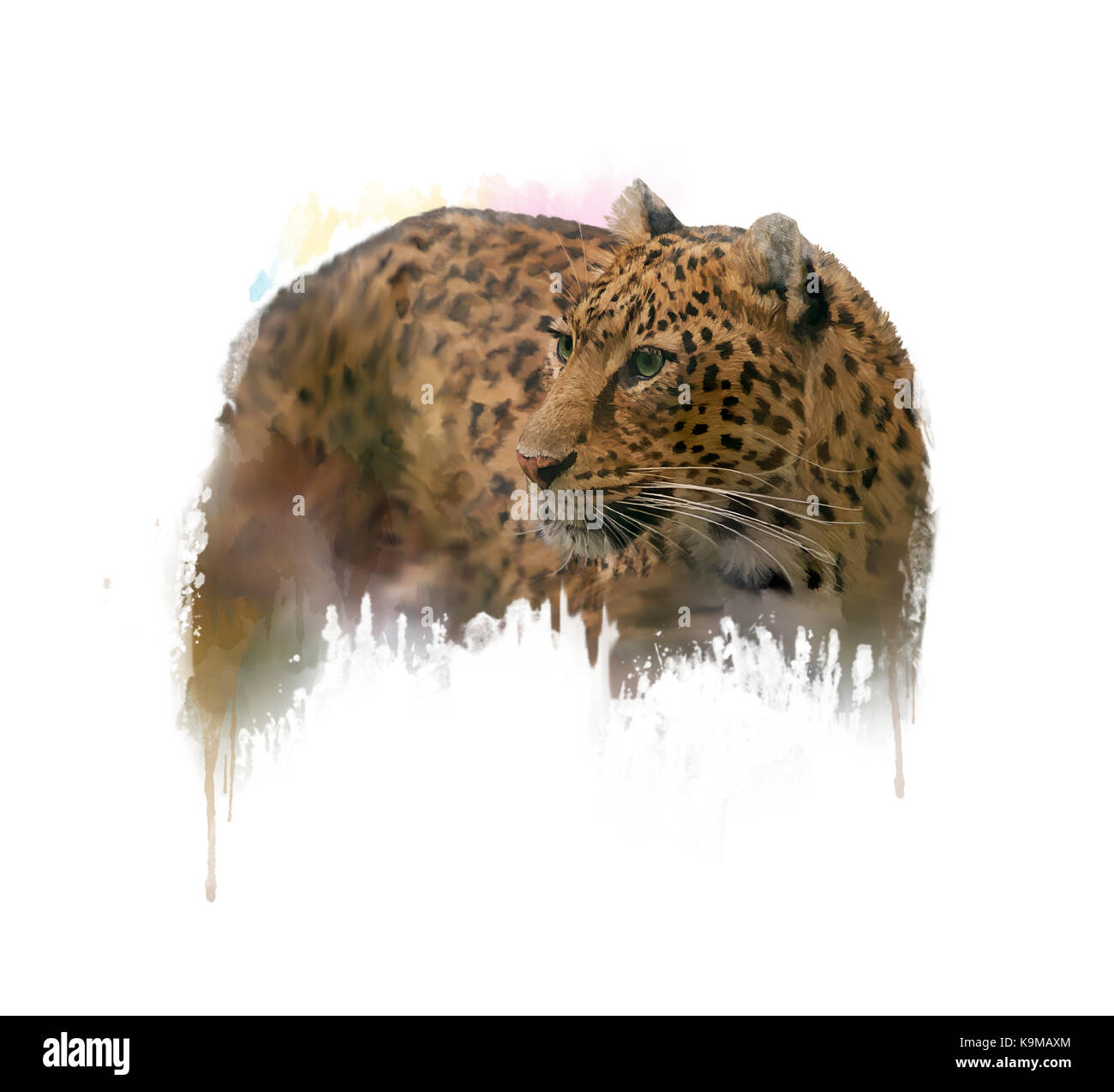 Digital Painting of Leopard on white background Stock Photo - Alamy