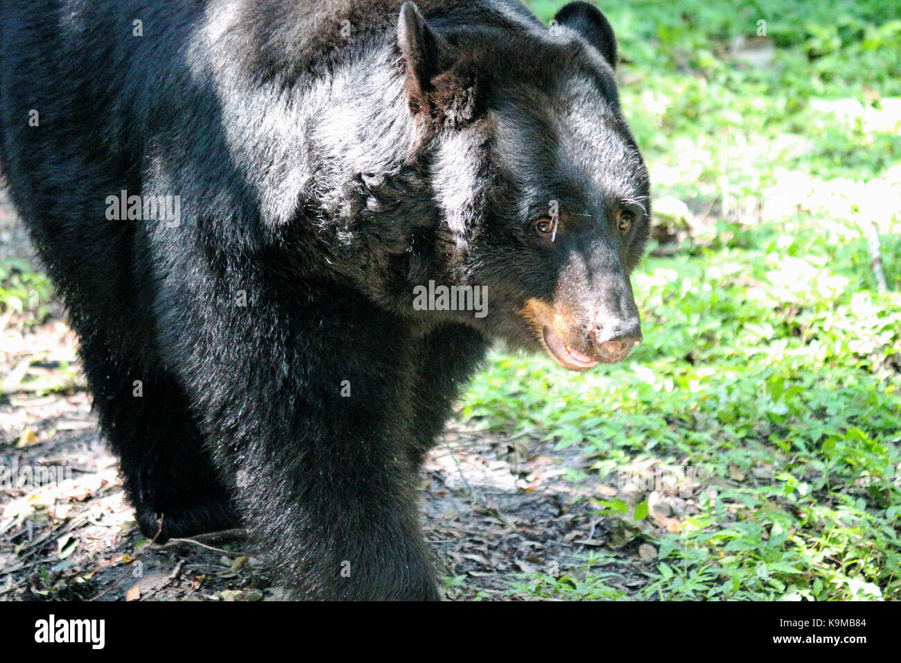 A black bear walking through the grass. Stock Photo
