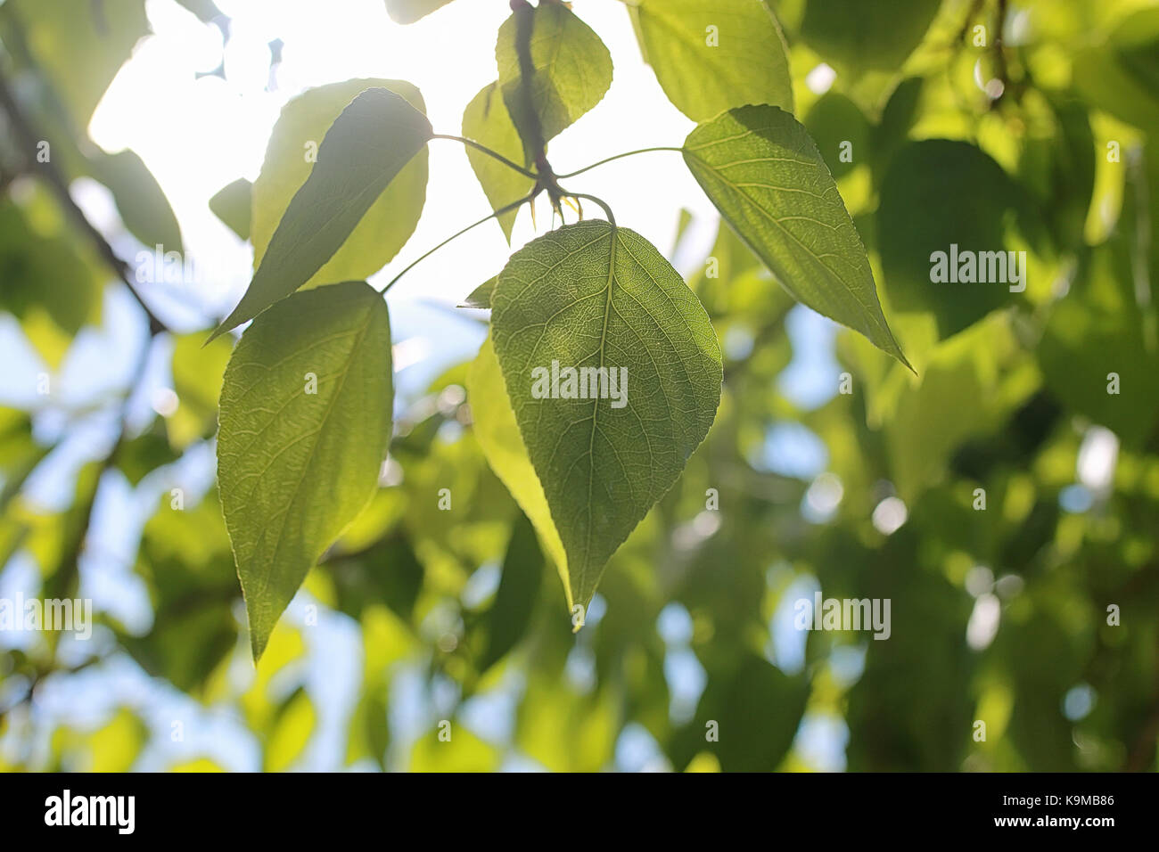 Green fresh leaves of trees on clear blue sky Stock Photo - Alamy
