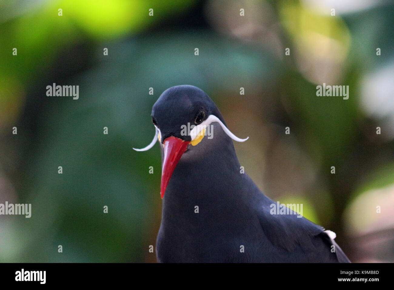 A close up head shot of an Inca Tern Bird native to Peru and Chile with a natural colorful background. Stock Photo