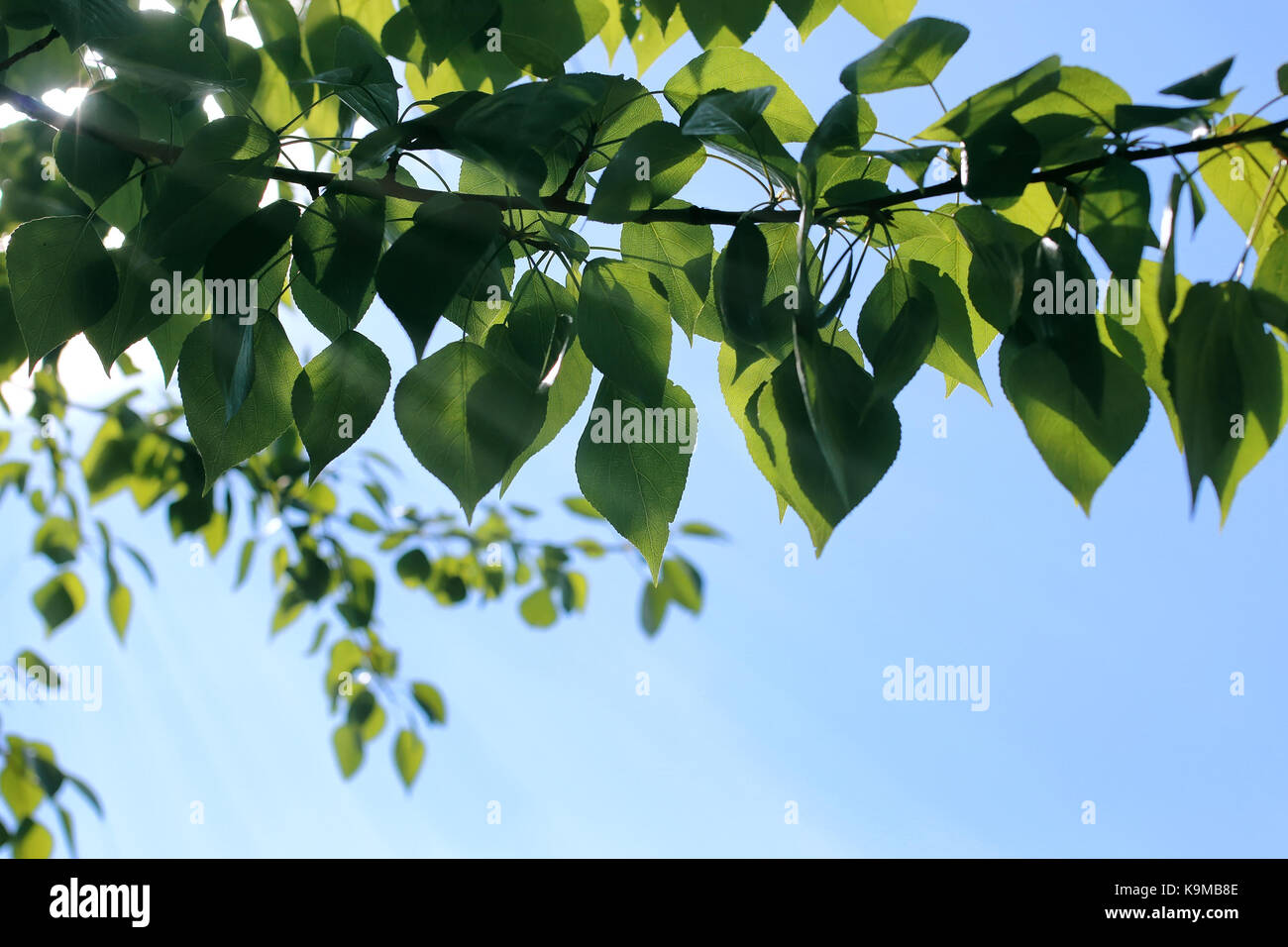 Fresh green leaves of trees on clear blue sky Stock Photo - Alamy