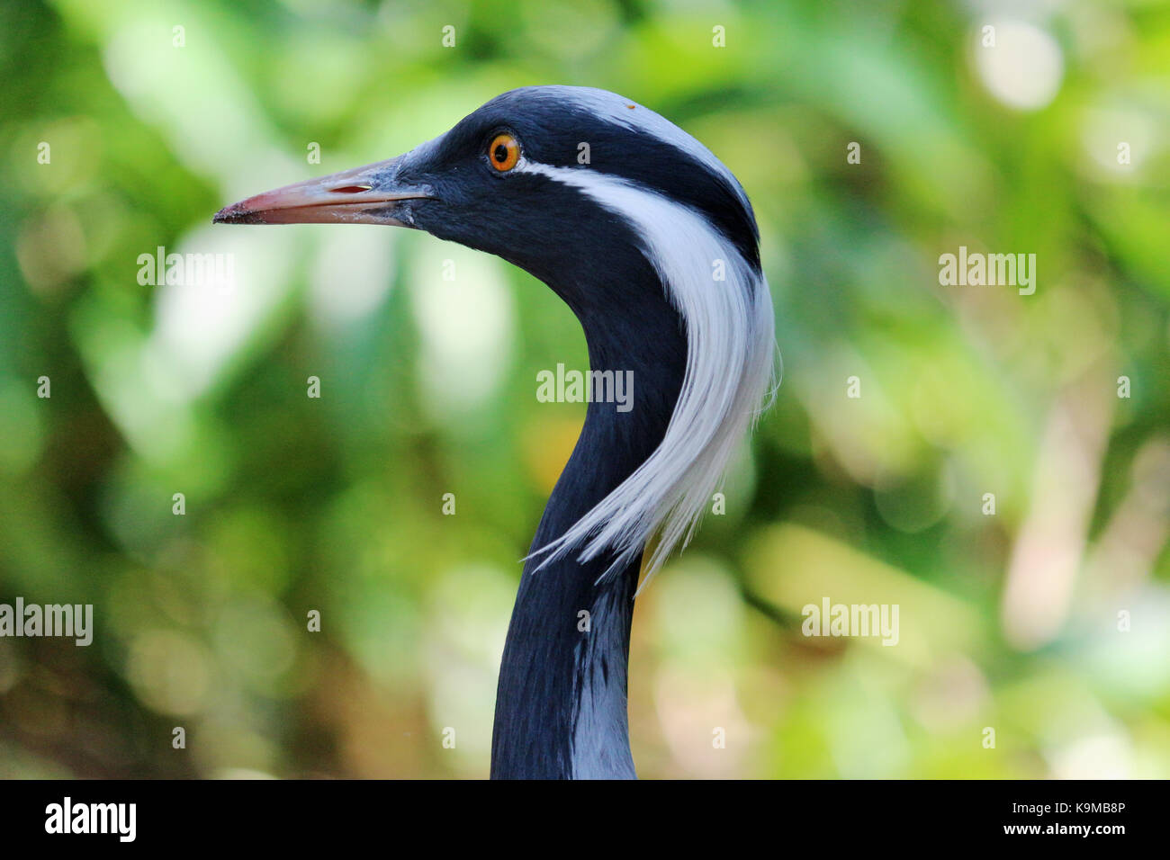 Demoiselle crane in its natural habitat with green leafy background. Stock Photo