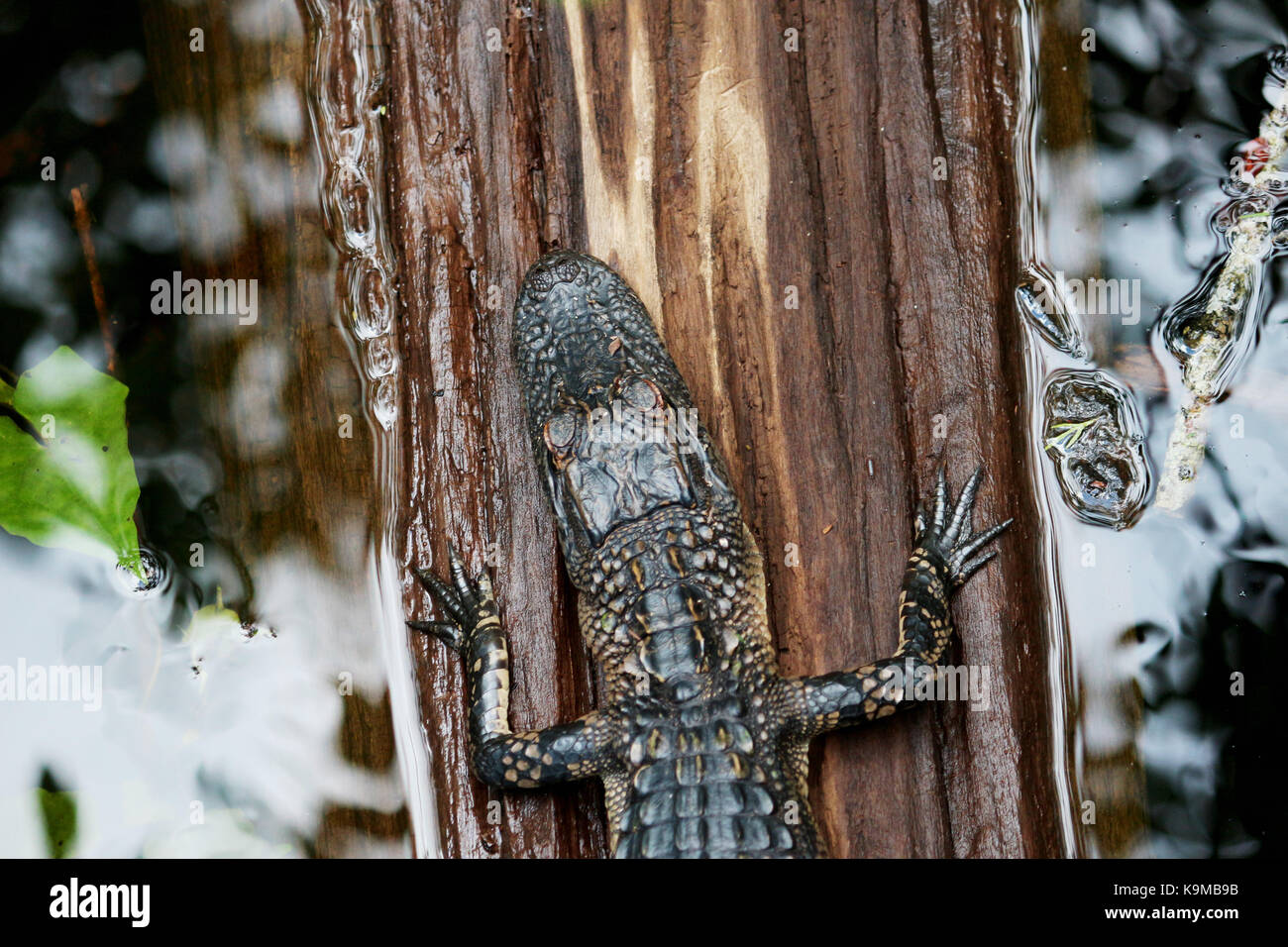 An alligator resting on a downed tree in the swampy lakes of Florida Stock Photo