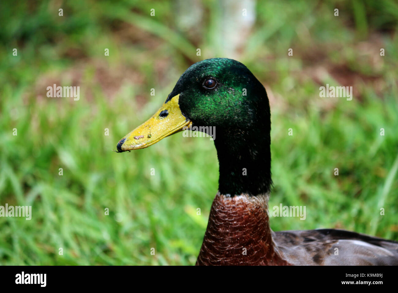 A close up head shot of a male mallard duck in the grass. Stock Photo