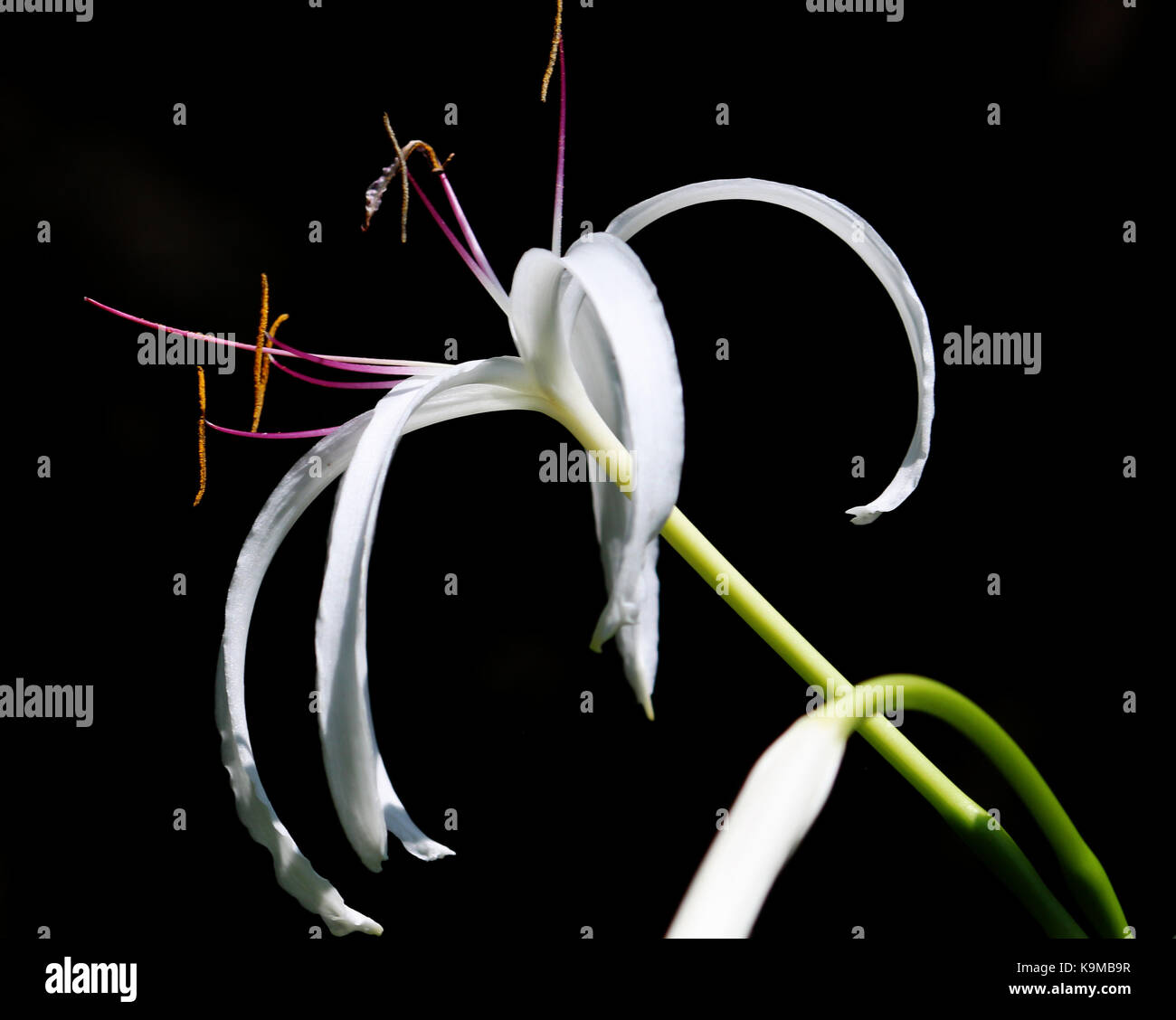 An isolated Queen Emma / Crinum Lily Flower with a black background Stock Photo