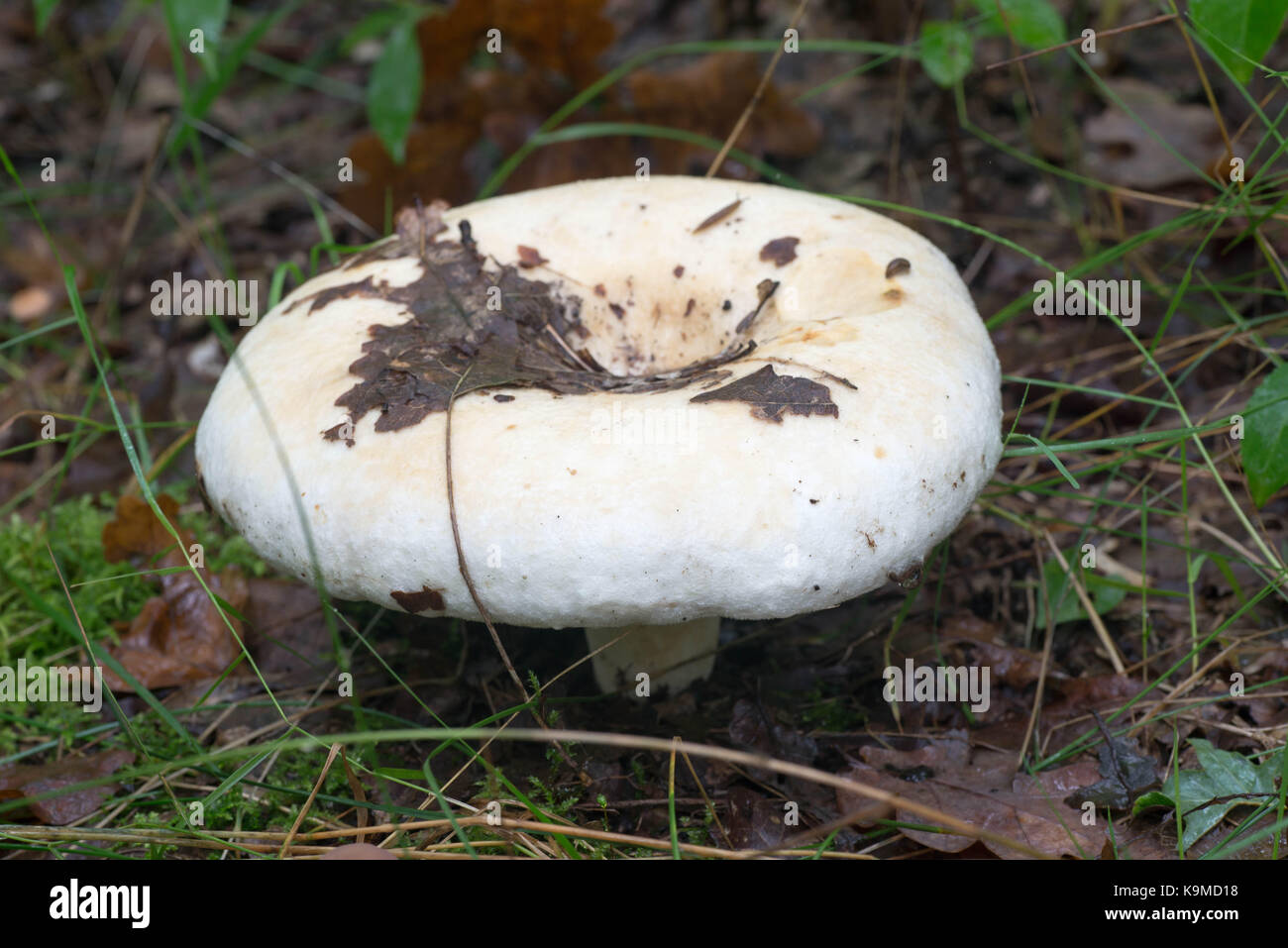 fleecy milk-cap  fungus (Lactifluus vellereus) closeup Stock Photo