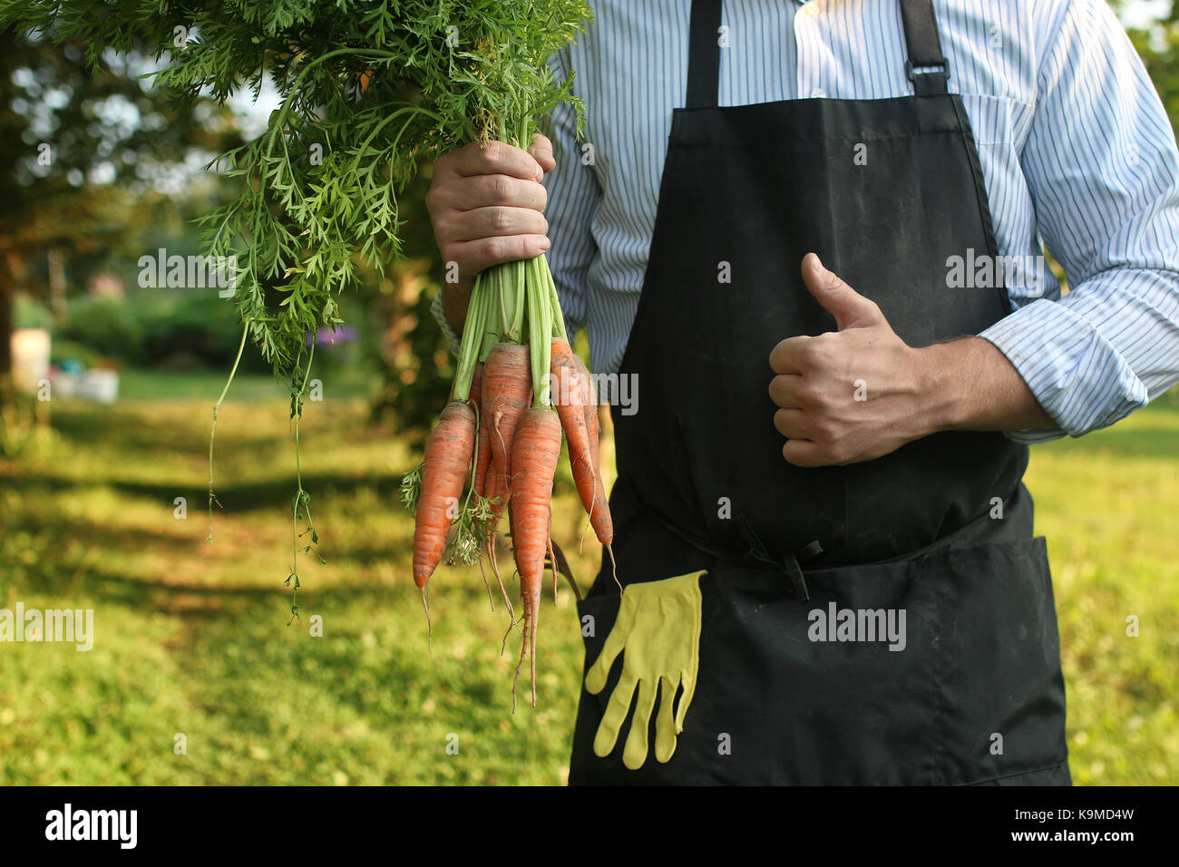 gardener man holding carrot harvest in a hand Stock Photo - Alamy