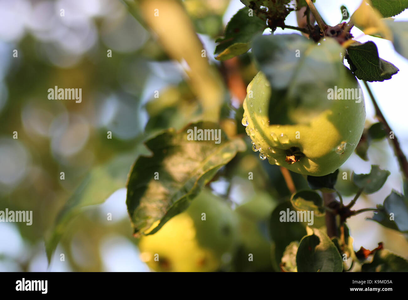 apple fruit on tree branch rain drop Stock Photo Alamy