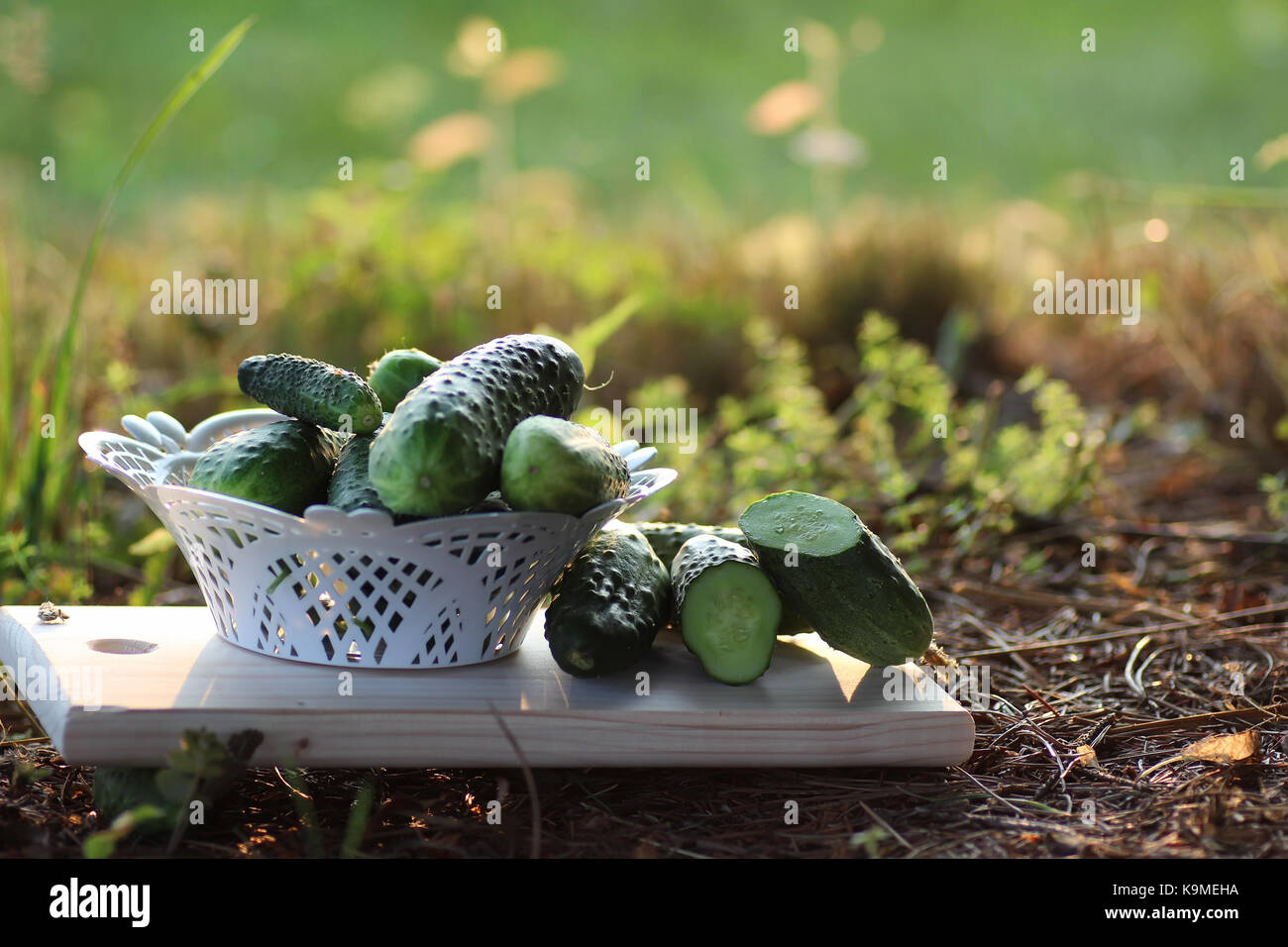 cucumber crop on the ground Stock Photo Alamy