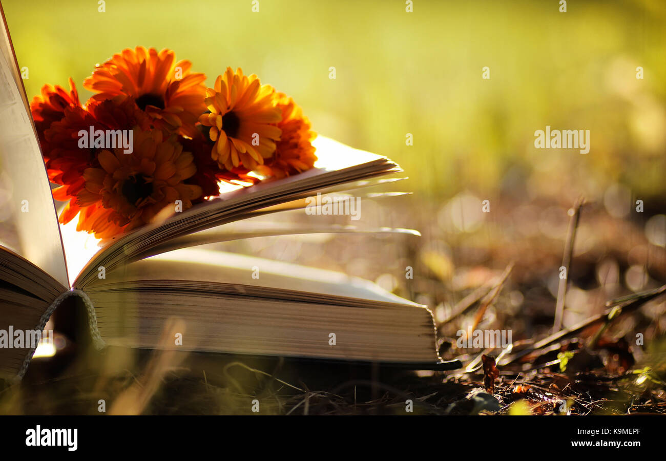 opened book in yellow autumn Stock Photo - Alamy