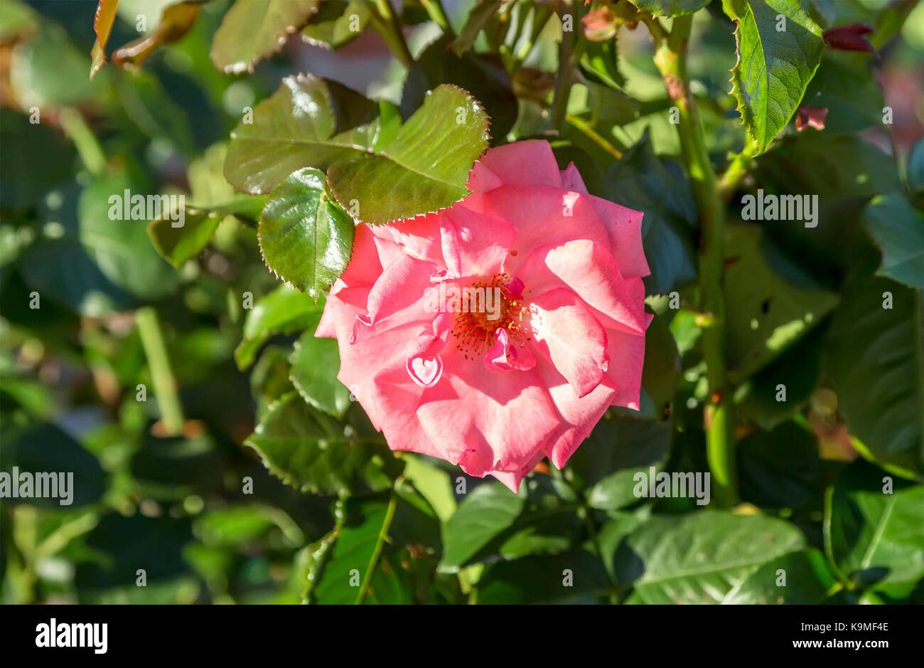 Pink rose in a garden Stock Photo - Alamy