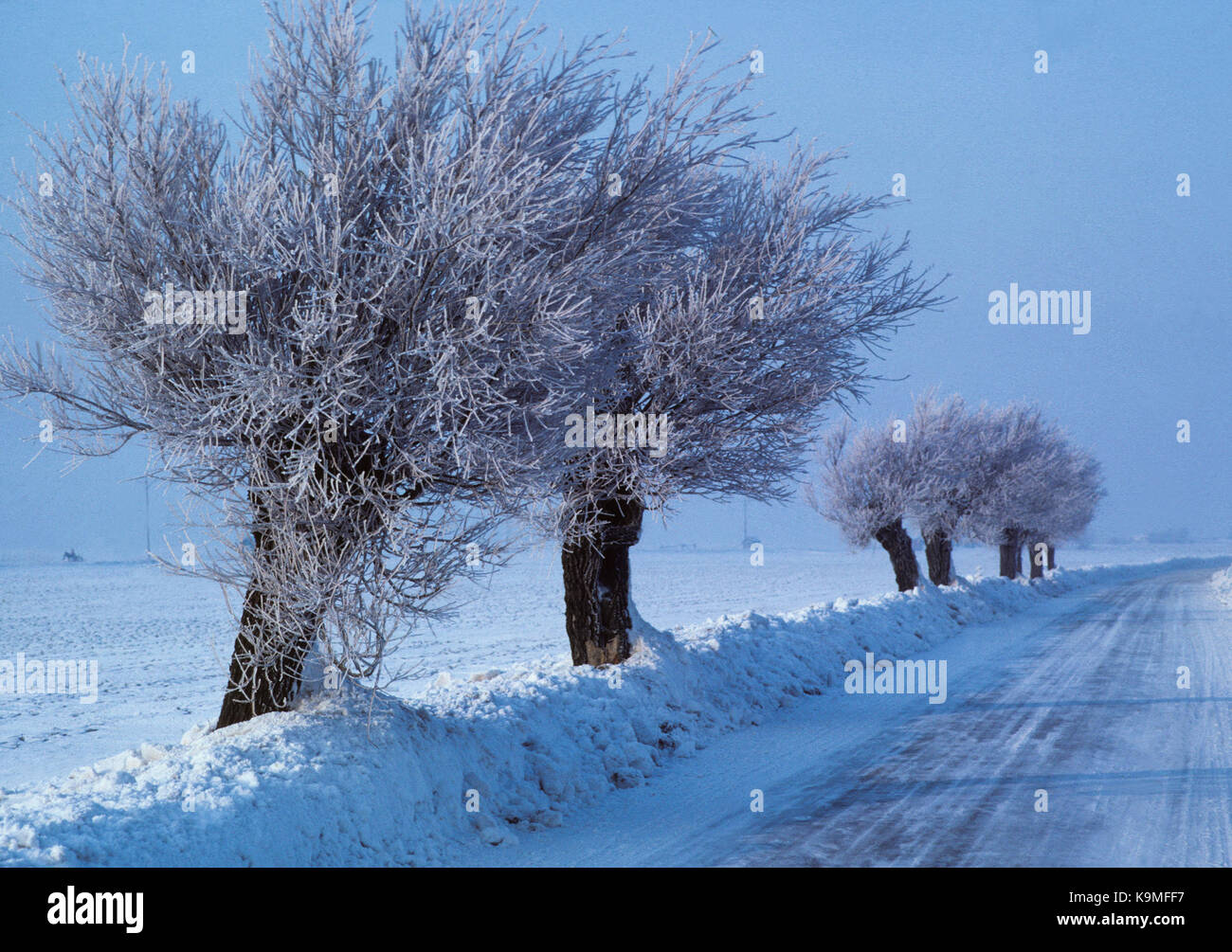 WINTER ROAD in Skåne with willow in frost 2014 Stock Photo
