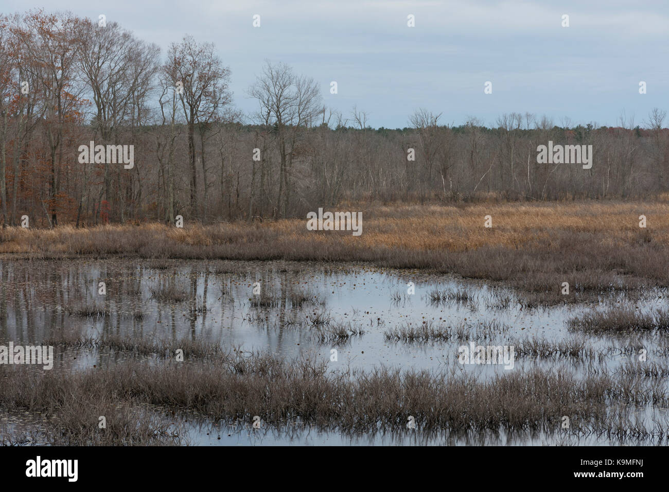 A grey mid-autumn day on the floodplain of the Ispwich River in Topsfield, MA. Shades of brown and grey prevail. Stock Photo
