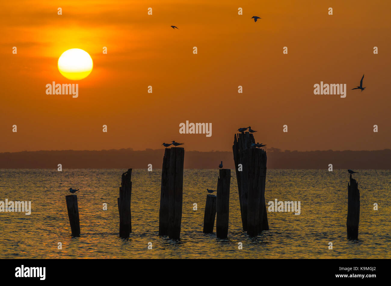 Amazing golden sunset over ocean with wooden poles and flying birds on Bubaque, Bijagos archipelago, Guinea Bissau, West Africa. Stock Photo