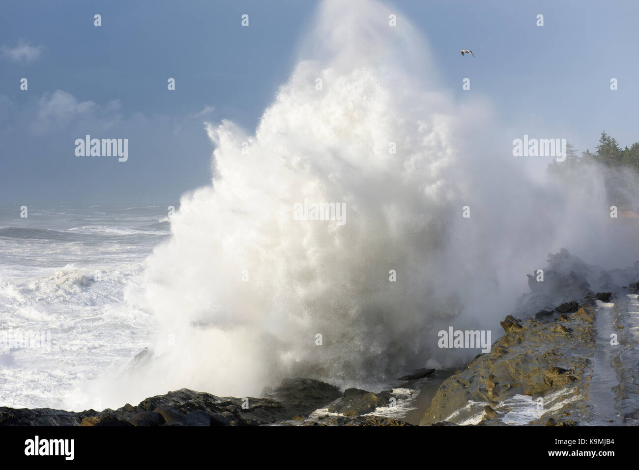 Swells of a Decade Crashing Against the Cliffs of Shore Acres State Park, Coos Bay Oregon Stock Photo