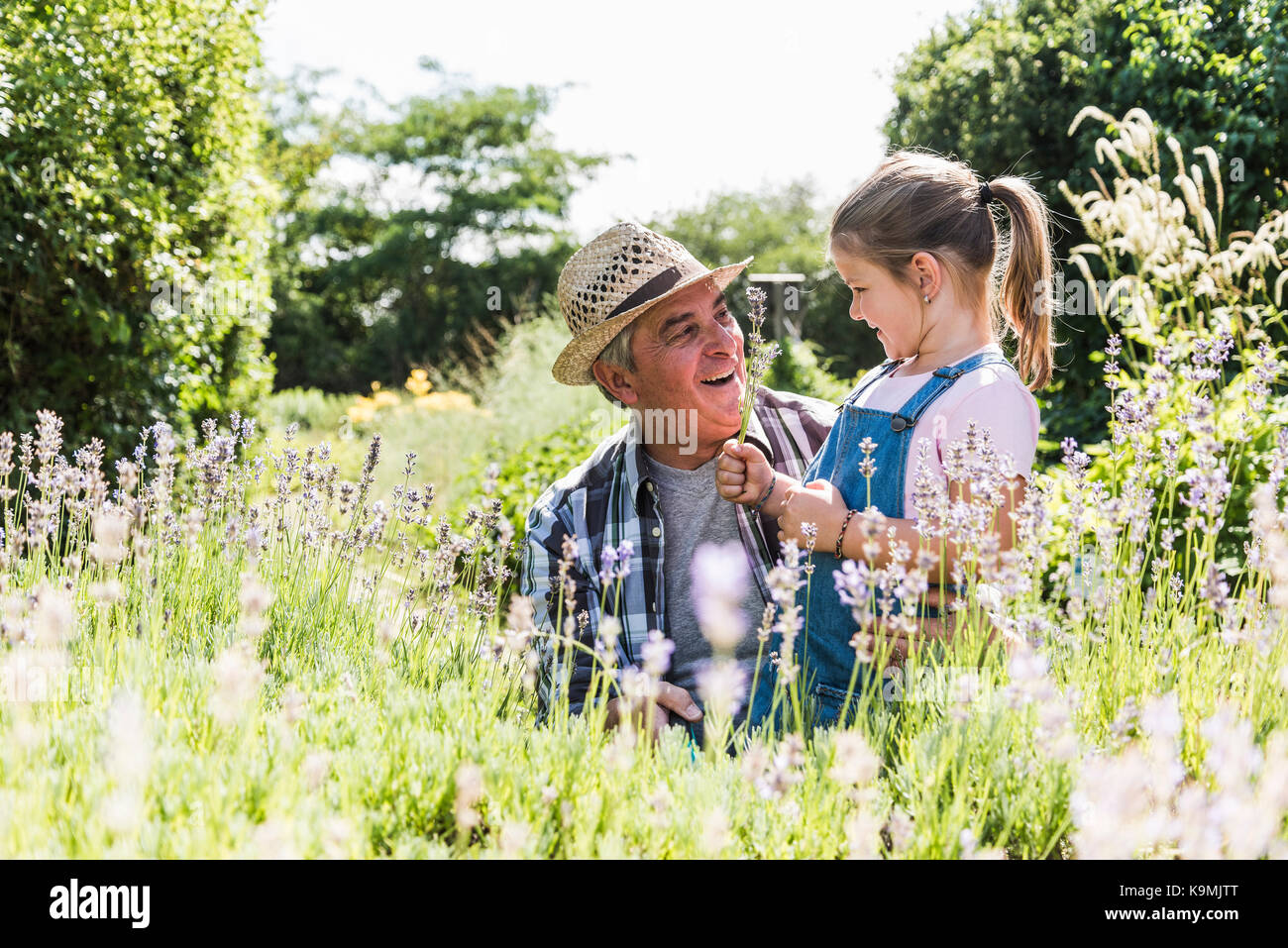Grandfather and granddaughter in lavender field Stock Photo