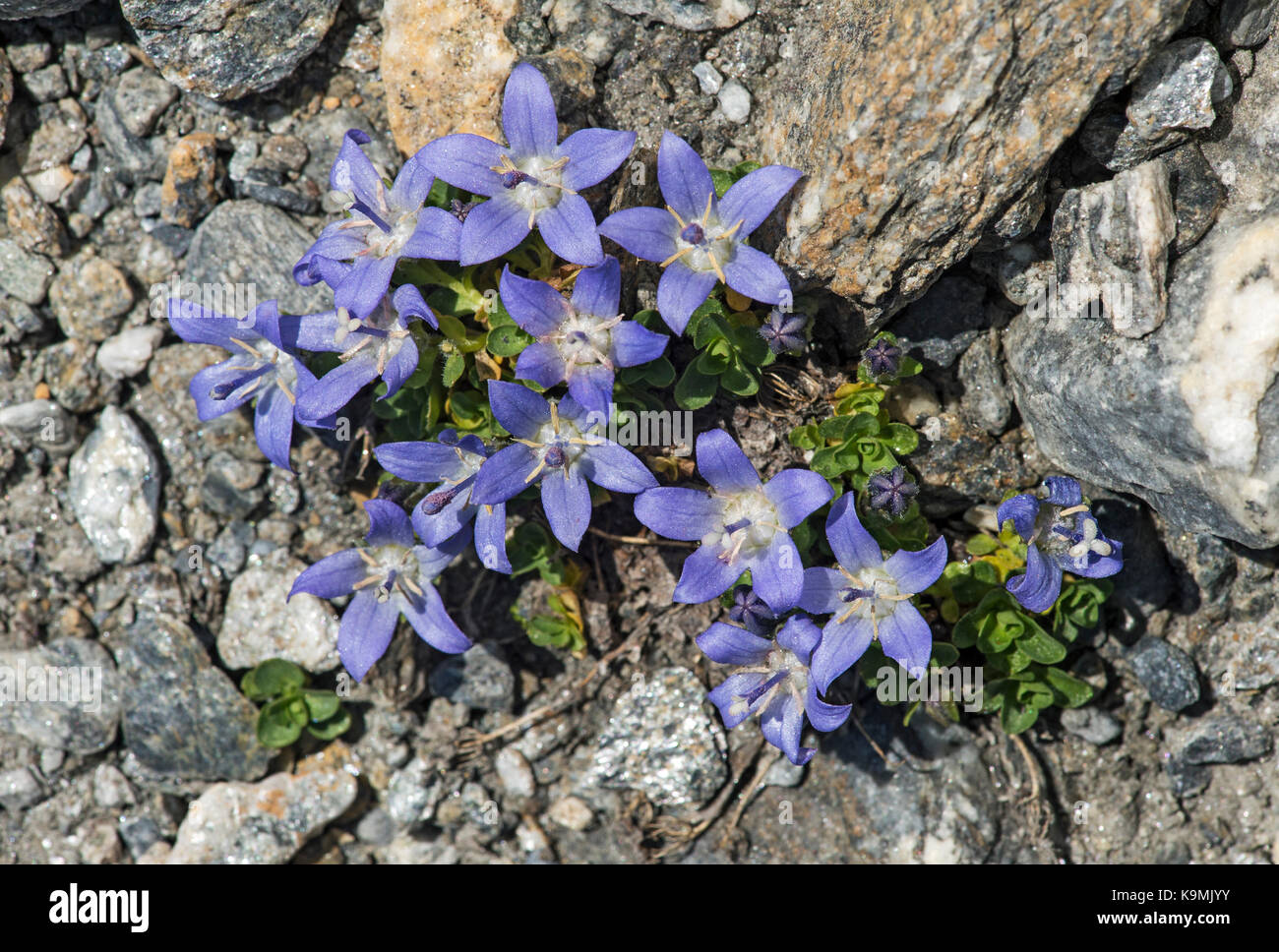 Mont-Cenis Bellflower (Campanula cenisia), Campanulaceae (Campanulaceae), Val de Bagnes, Valais, Switzerland Stock Photo