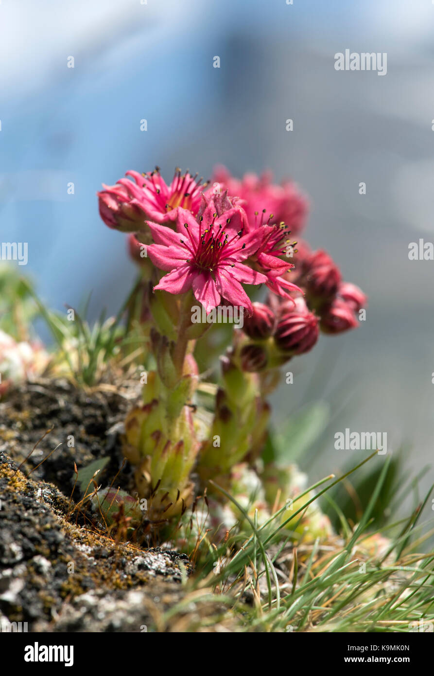 Cobweb houseleek (Sempervivum arachnoideum), Val de Bagnes, Valais, Switzerland Stock Photo