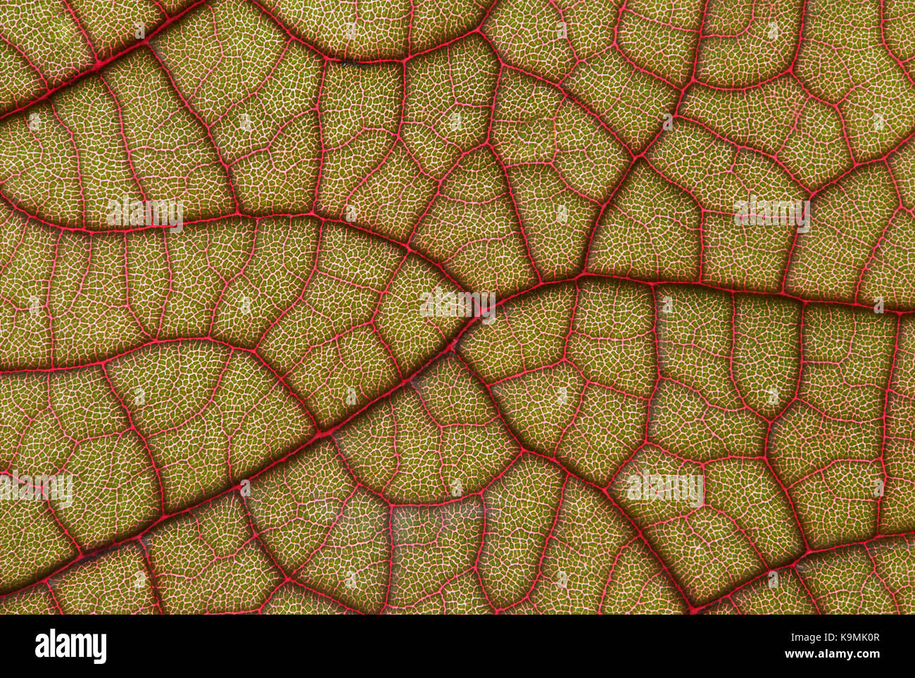 Netzartige Blattaderung eines neu getriebenen Blatts des Ledermantelbaums (Coccoloba pubescens), Familie der Knöterichgewächse (Polygonaceae) Stock Photo