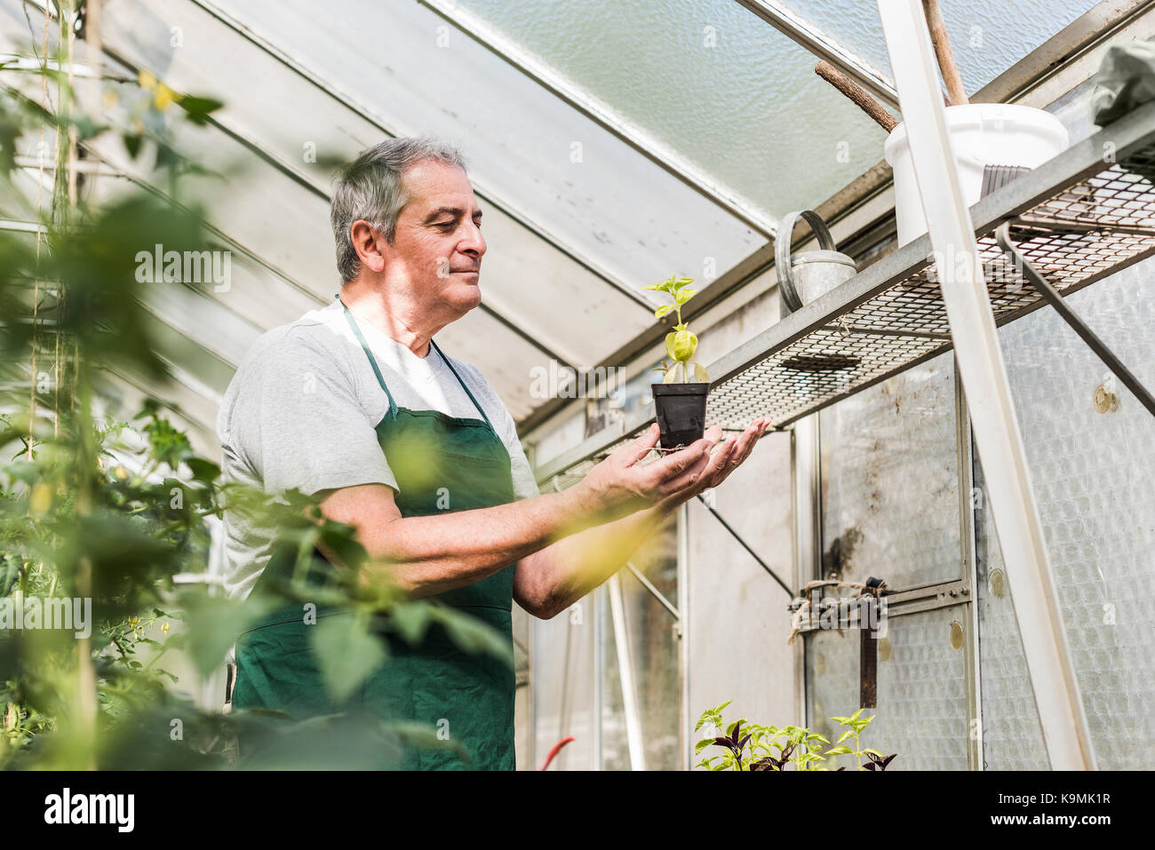 Senior man in greenhouse examining plant Stock Photo - Alamy