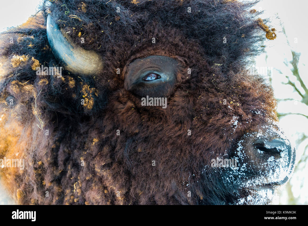 Bison Head Stock Photo