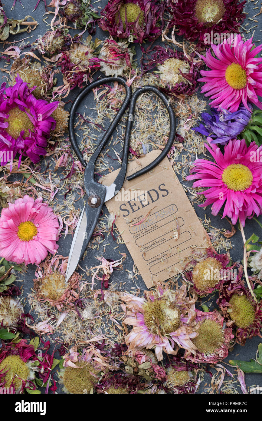 Callistephus chinensis. Aster giant single andrella mixed seeds, dead heads and cut flowers with flower scissors and a seed packet on slate. Pattern Stock Photo