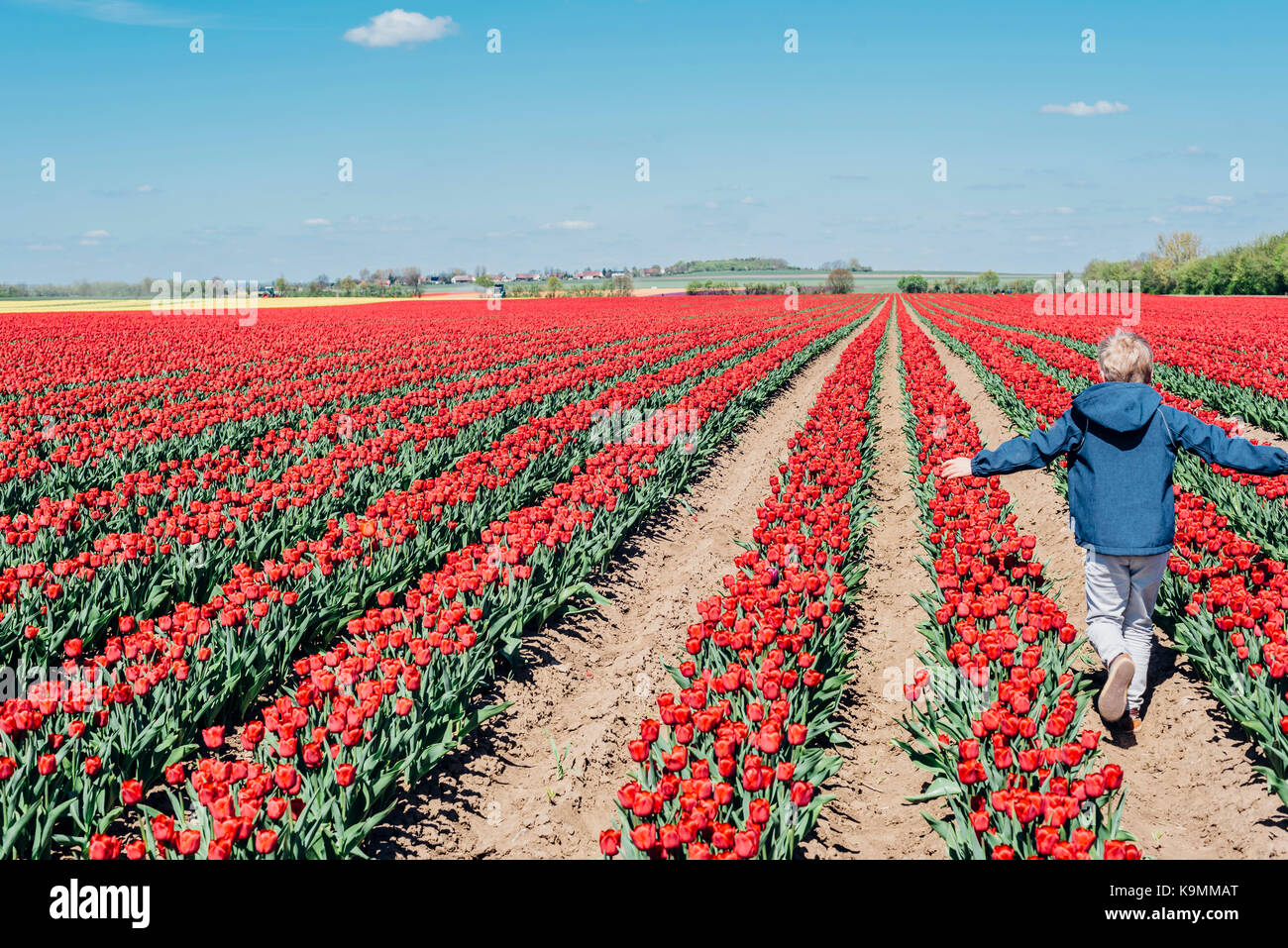 Sachsen-Anhalt, Deutschland, Tulpenfelder, Tulpen, Blumen, Landwirtschaft, Magdeburger Börde, Schwaneberg, Tulipa, Liliaceae Stock Photo